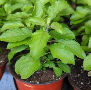 Meet your Posher, Di